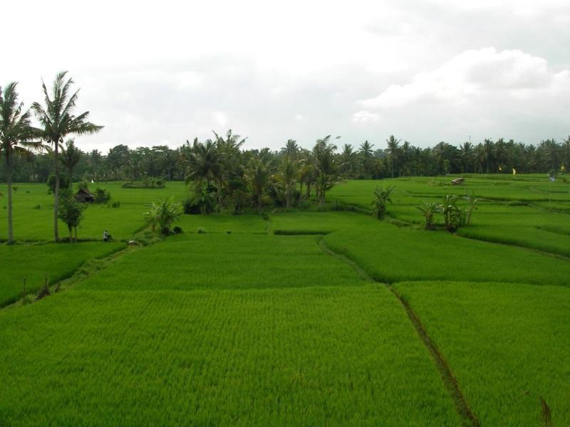 Green Field Hotel And Bungalow Ubud Exterior foto